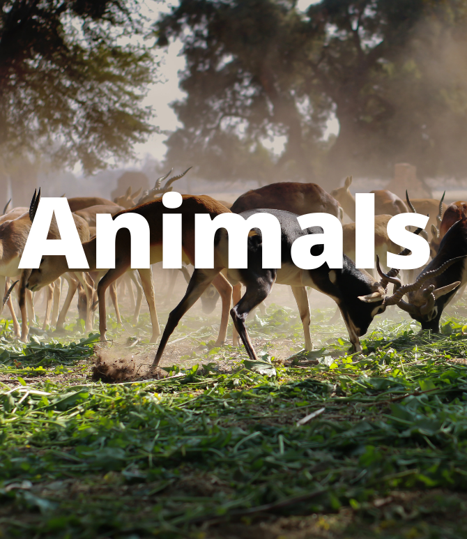Animals