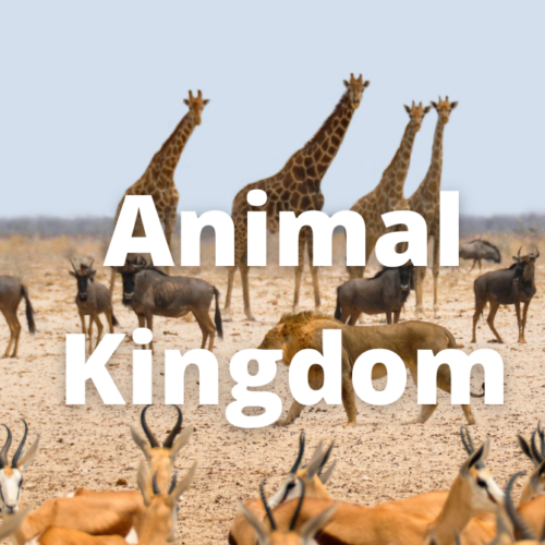 Animal Kingdom